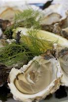 Taste oysters from the Gulf of Morbihan