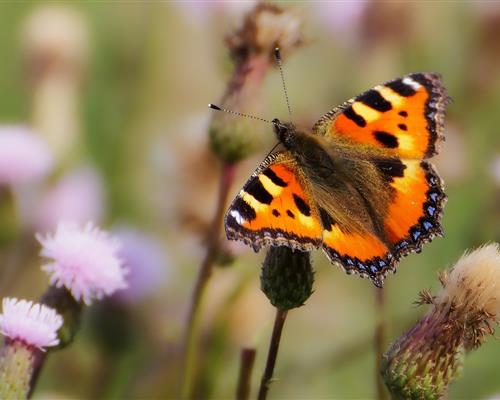 Butterflies garden in Vannes in Morbihan