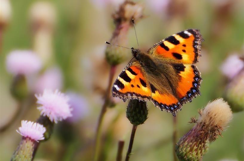Butterflies garden in Vannes in Morbihan