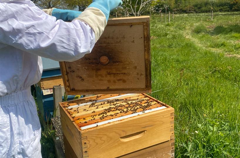 Opening of the apiary