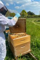 Opening of the apiary